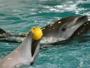 Набережночелнинский дельфинарий