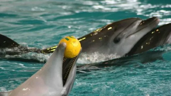 Dolphinarium Naberezhnye Chelny