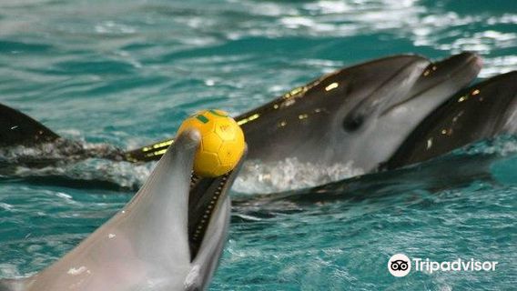 Dolphinarium Naberezhnye Chelny