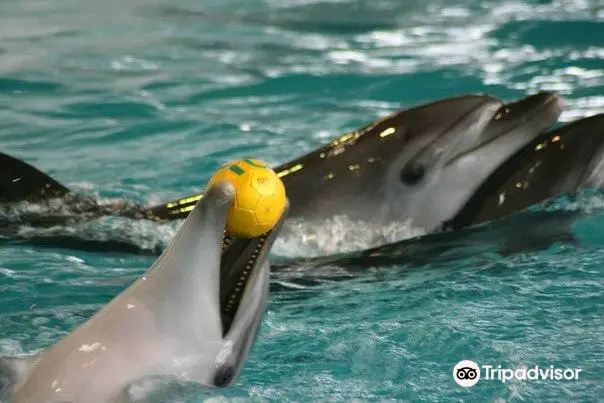 Dolphinarium Naberezhnye Chelny