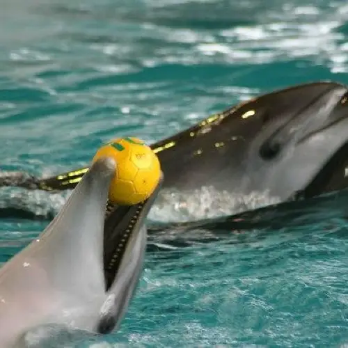 Dolphinarium Naberezhnye Chelny