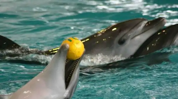 Dolphinarium Naberezhnye Chelny