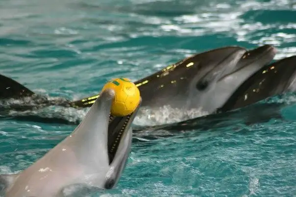 1_Dolphinarium Naberezhnye Chelny