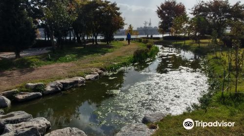 Guri Hangang Park （Cosmos Park）