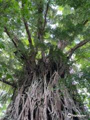 Millennium Tree （Balete tree）