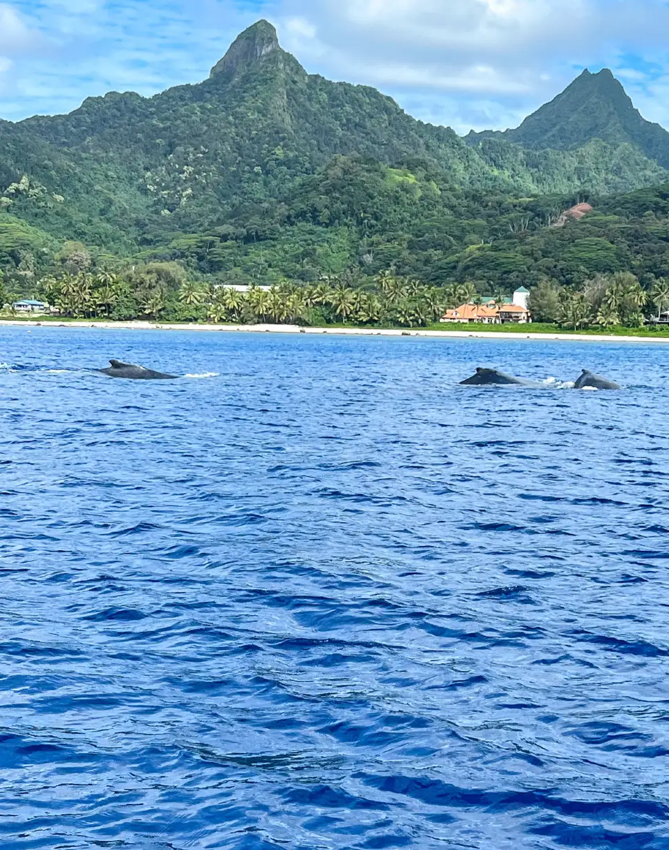 5_Raro Reef Sub