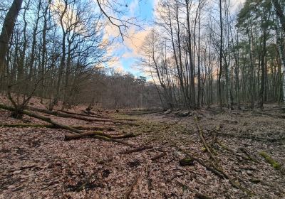 Réserve naturelle de la météorite de Morasko