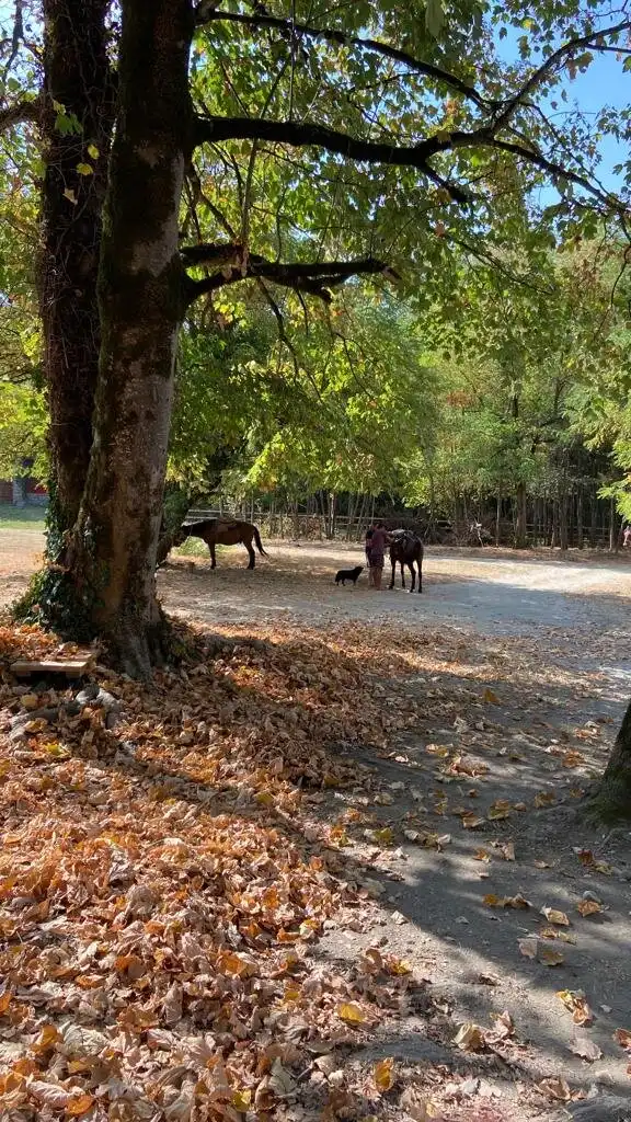 拉戈代希