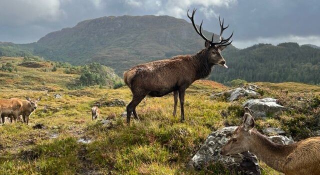 Reraig Forest
