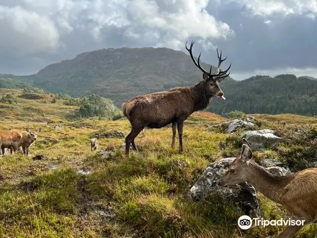 Reraig Forest