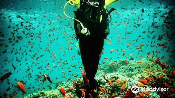 Piscis Diving