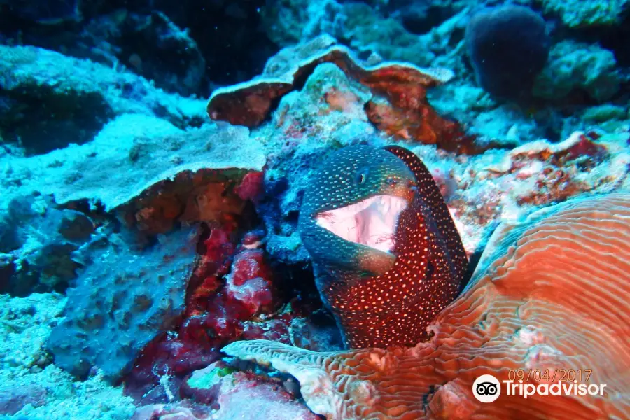 Lembongan Discovery Dive