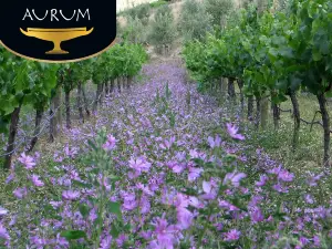 Aurum Wines