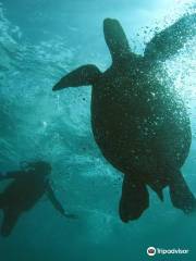 Hawaii Eco Divers & Surf Adventures