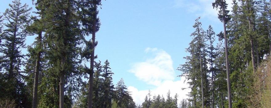 Roberts Creek