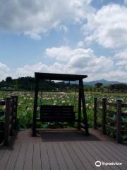 함안 연꽃테마파크