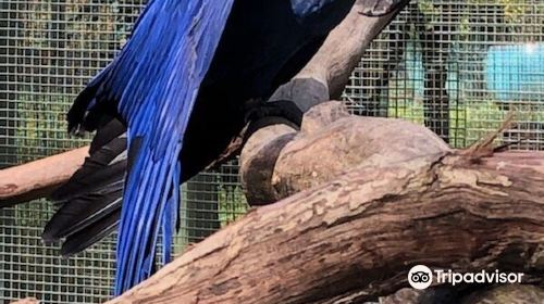 Parrots in Paradise Sanctuary