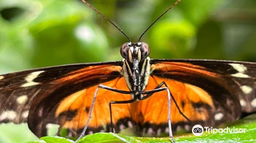 Monteverde Butterfly Gardens