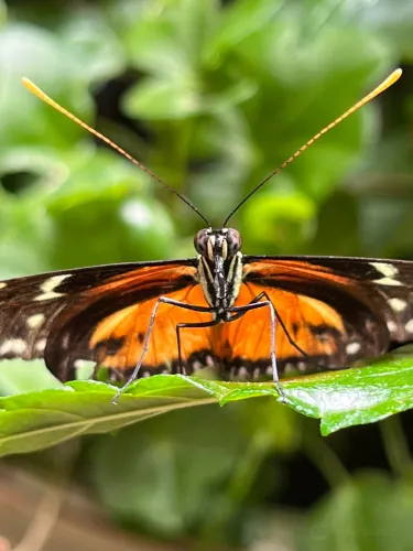 Monteverde