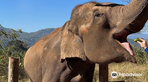 the north of thailand elephant camp