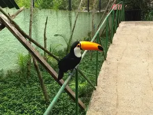 Zoo Park Mountain