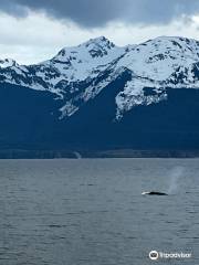 Whale Watching and Wildlife Tours