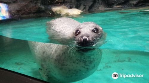 茨城縣大洗水族館