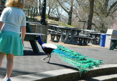 Connecticut's Beardsley Zoo