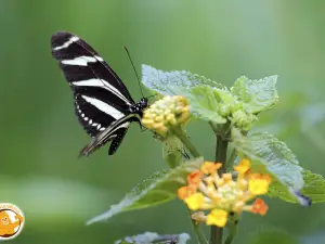 Santillana Zoo