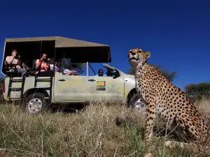 Cheetah Conservation Fund