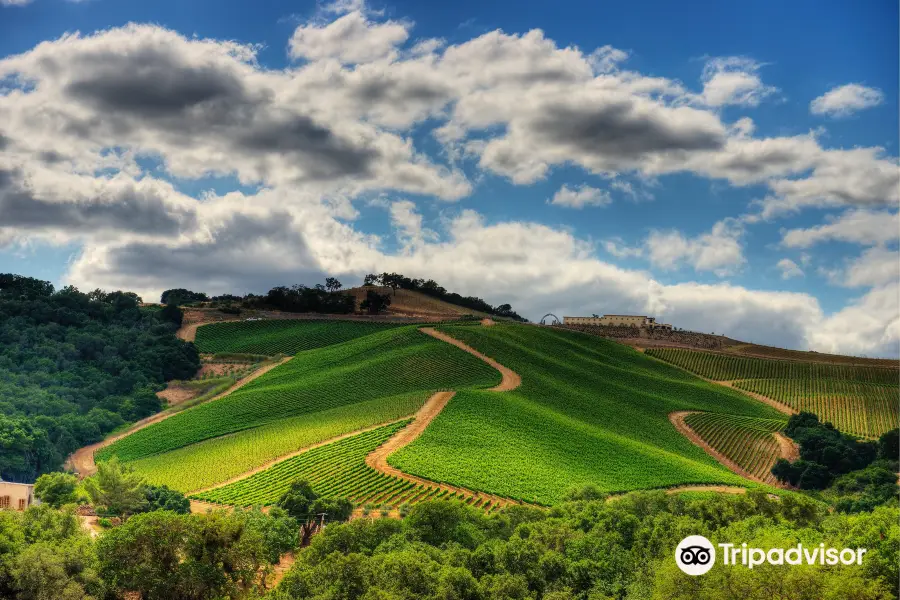 DAOU Vineyards