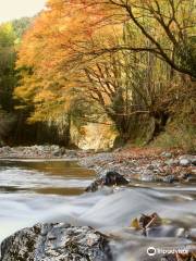 Kiryu River Headwater Forest