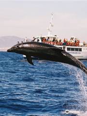 Turmares Whale Watching in Tarifa