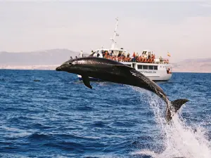 Turmares Whale Watching in Tarifa