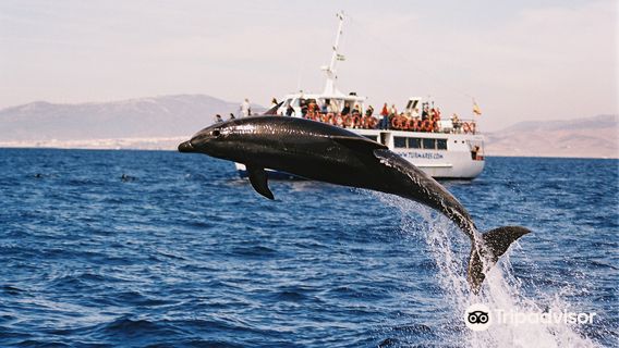 Turmares Whale Watching in Tarifa