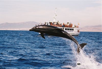 Turmares Whale Watching in Tarifa