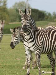 Zoo African Safari