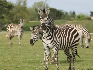 Zoo African Safari