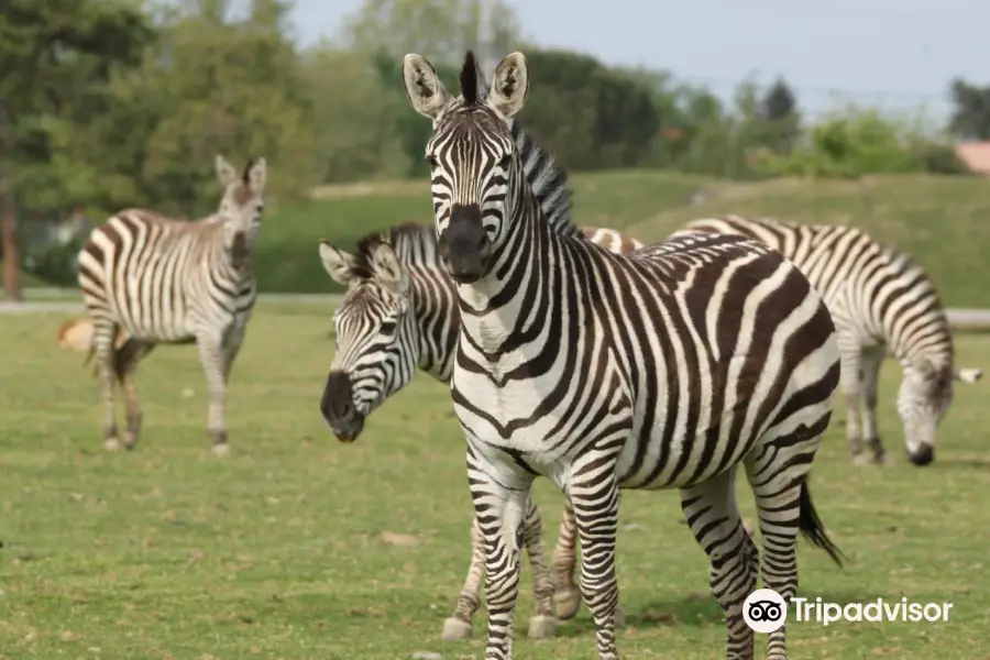 Zoo African Safari