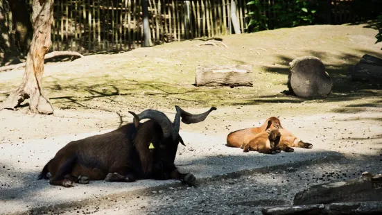 Wildpark Rheing?nheim