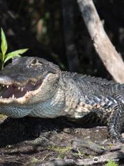 Bull Gator Adventures