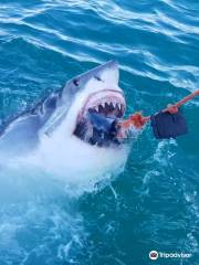 White Shark Africa