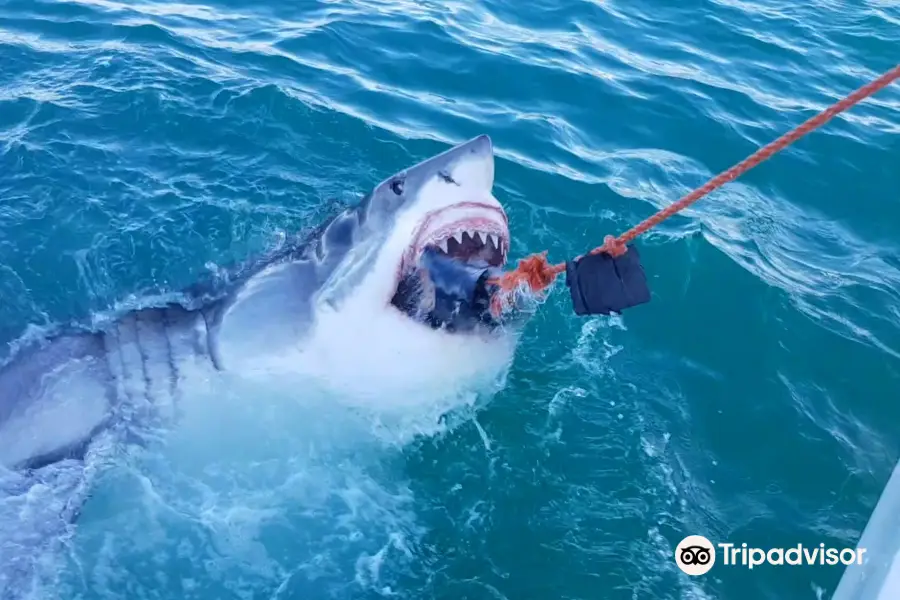 White Shark Africa