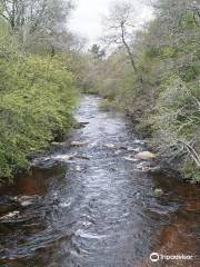 Abernethy National Nature Reserve