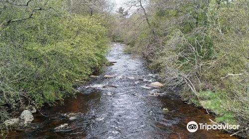 Abernethy National Nature Reserve