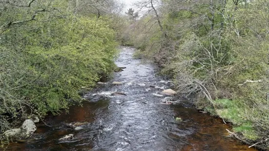 Abernethy National Nature Reserve