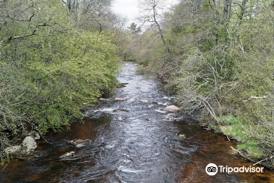 Abernethy National Nature Reserve