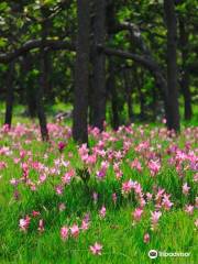 Siam Tulip Park