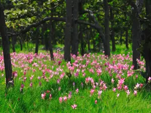 Siam Tulip Park