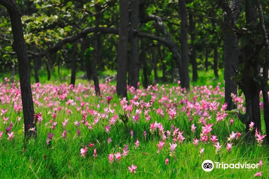 Siam Tulip Park